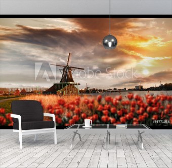 Picture of Dutch windmills with red tulips close the Amsterdam Holland